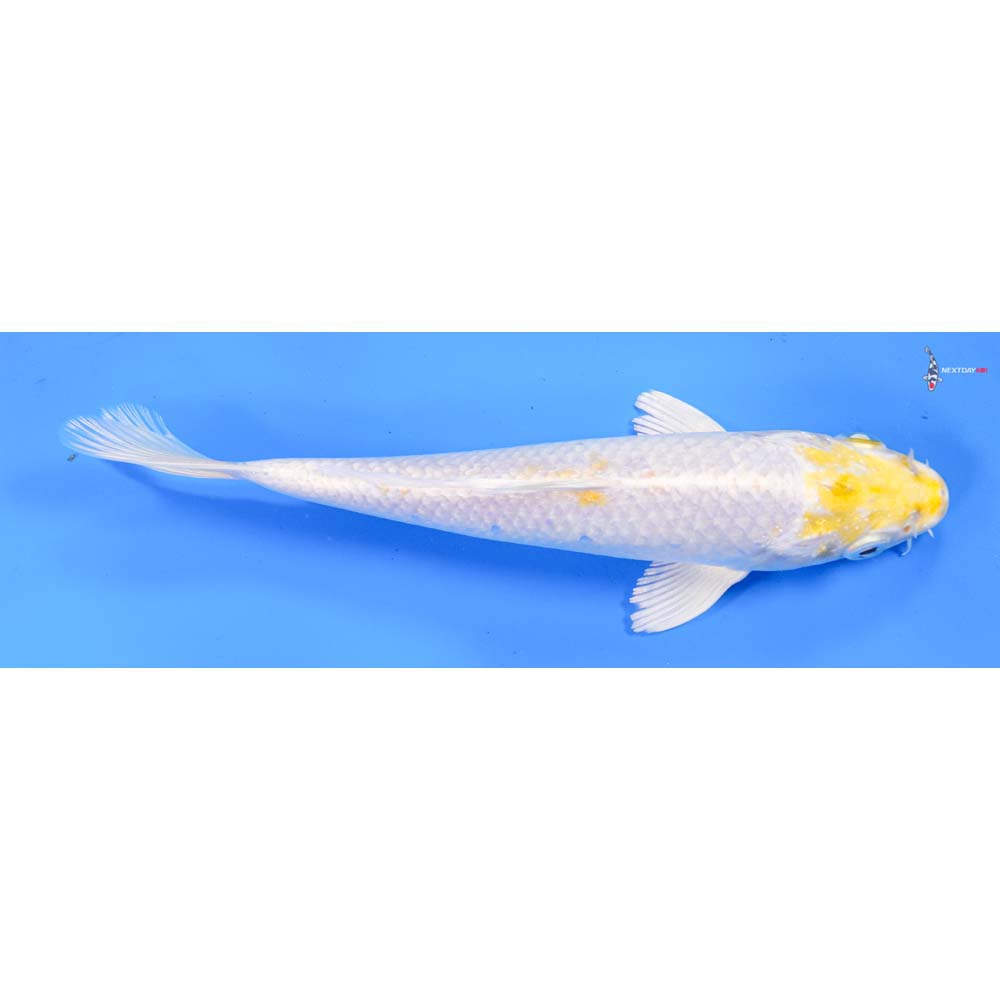 7” Imported Lemon Hariwake