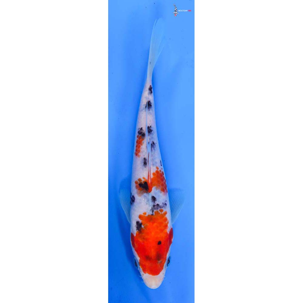 7” Imported Sanke
