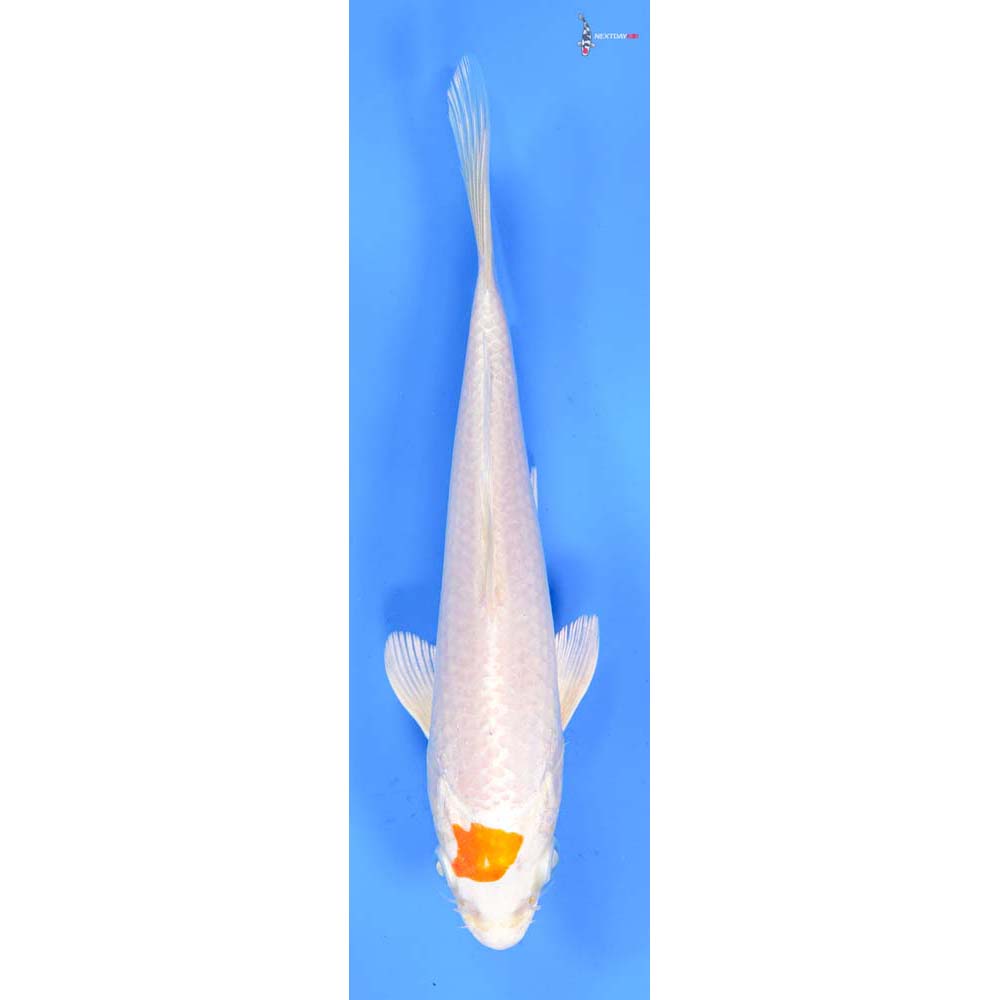 7” Imported Hariwake