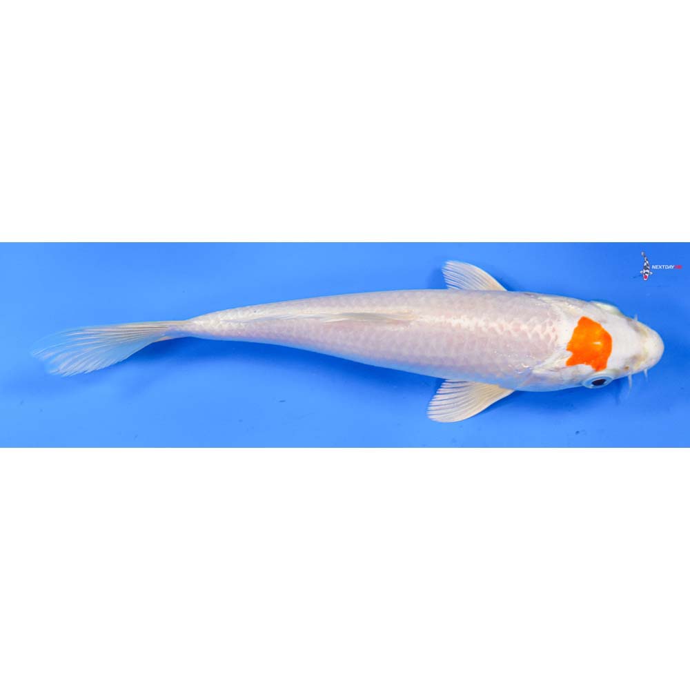 7” Imported Hariwake