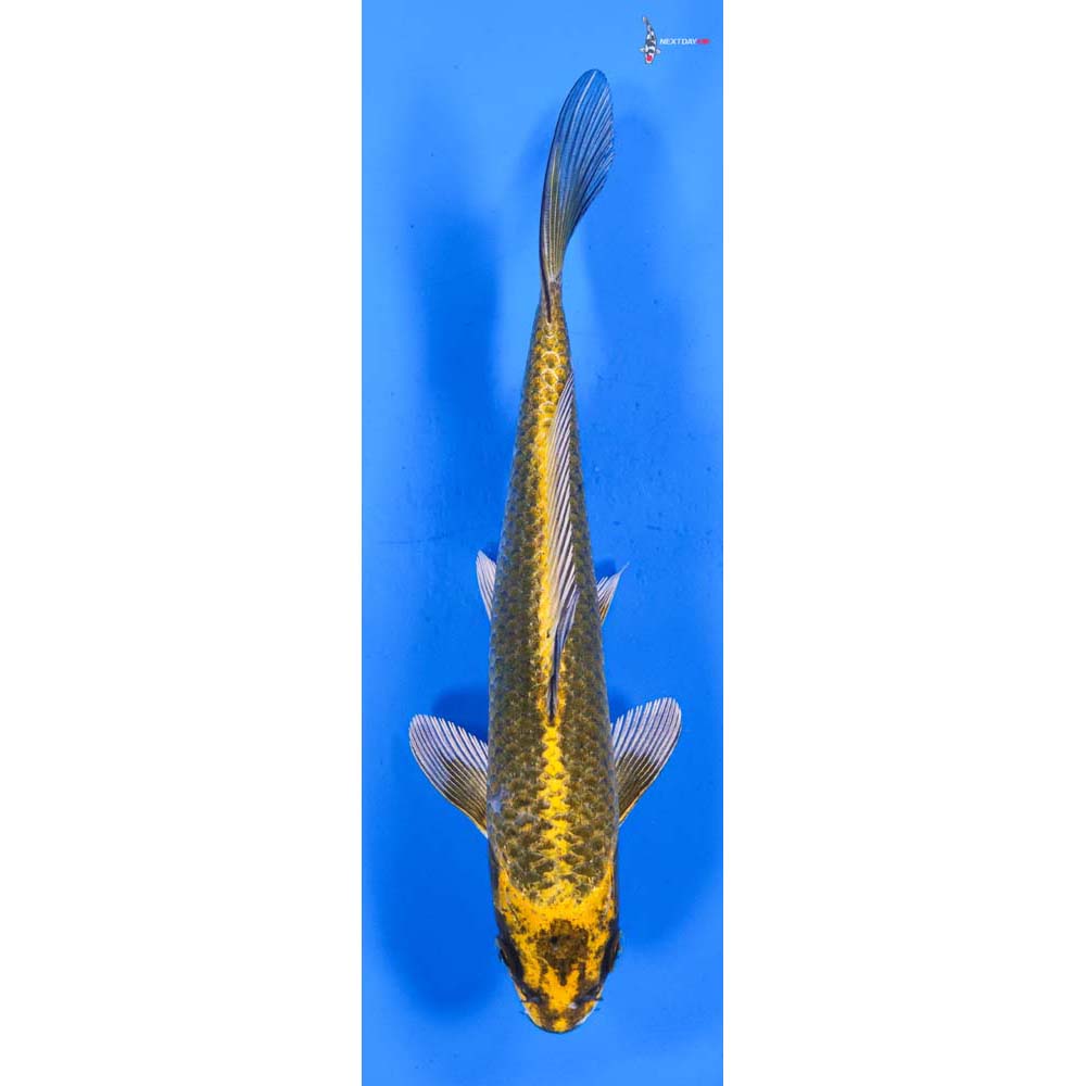 8” Imported Ki Matsuba