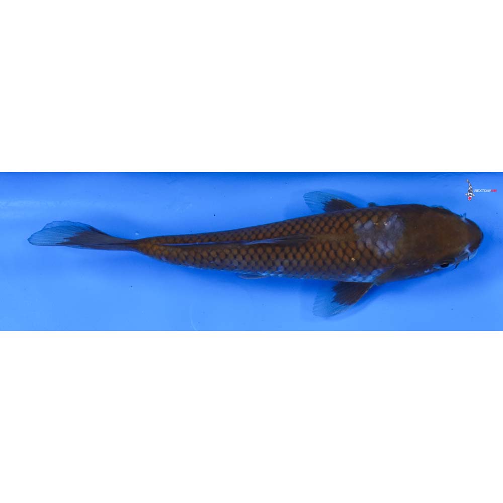 7” Imported Ochiba Shigure