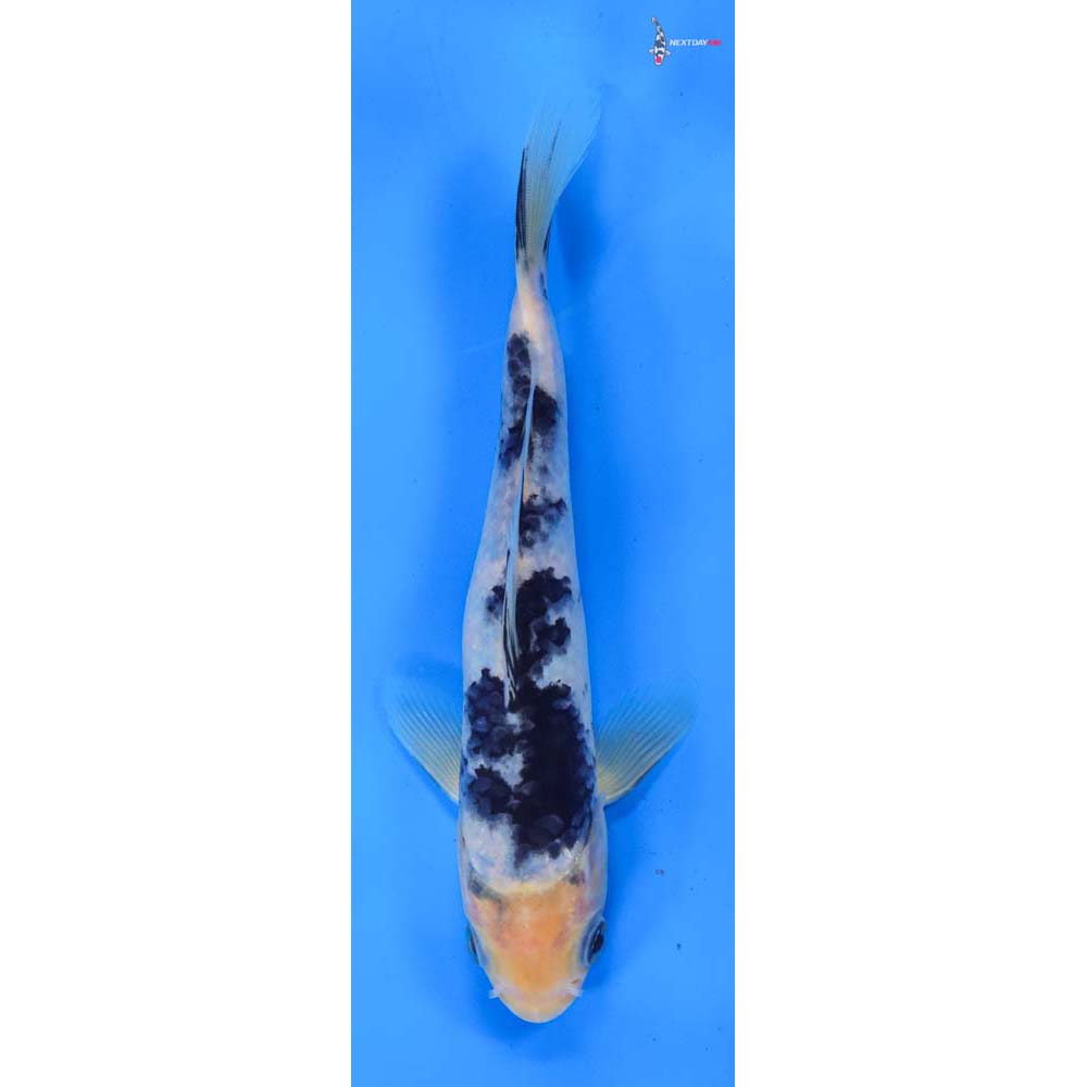 7” Imported Shiro Bekko