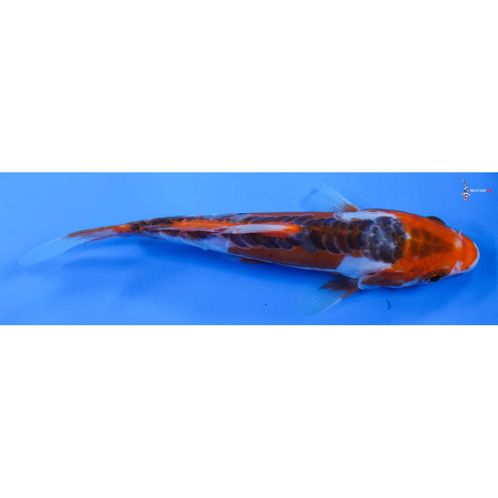 6.5” Imported Shusui