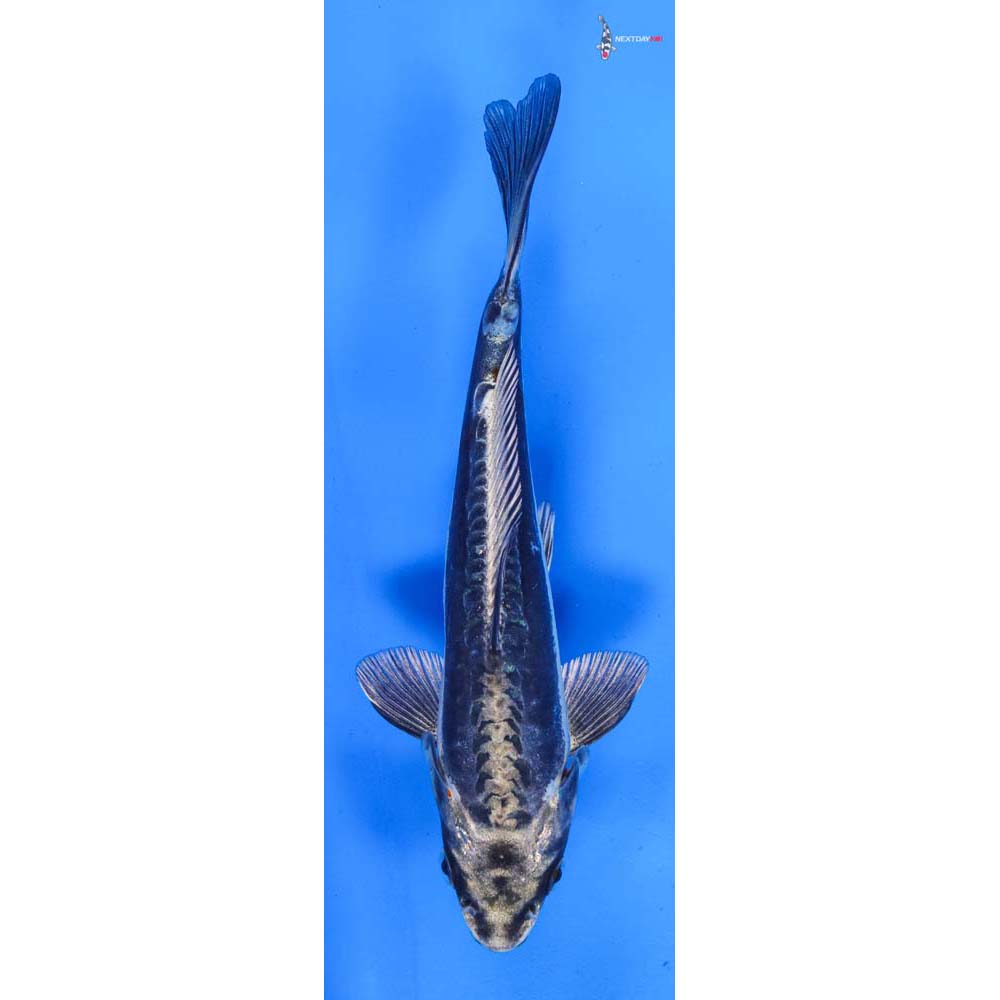 6.5” Imported Kikokuryu