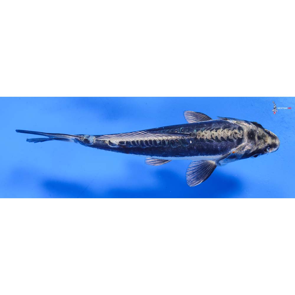 6.5” Imported Kikokuryu