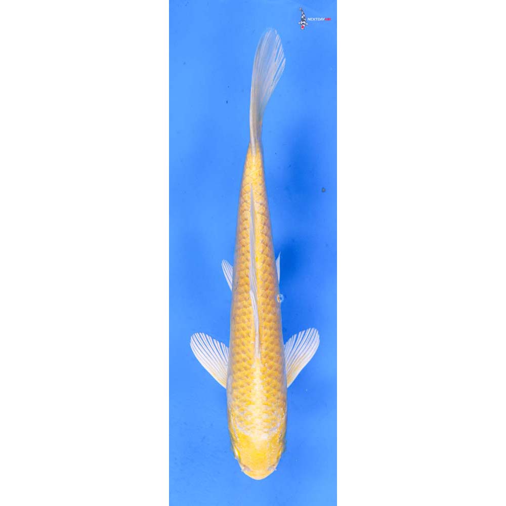 6.5” Imported Yamabuki Ogon