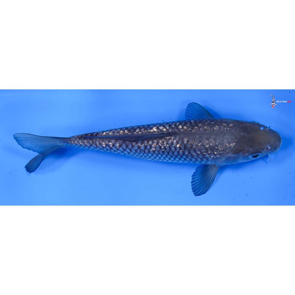 6.5” Imported Gin Rin Soragoi