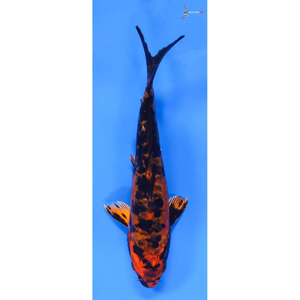 6.5” Imported Doitsu Kin Aka Bekko