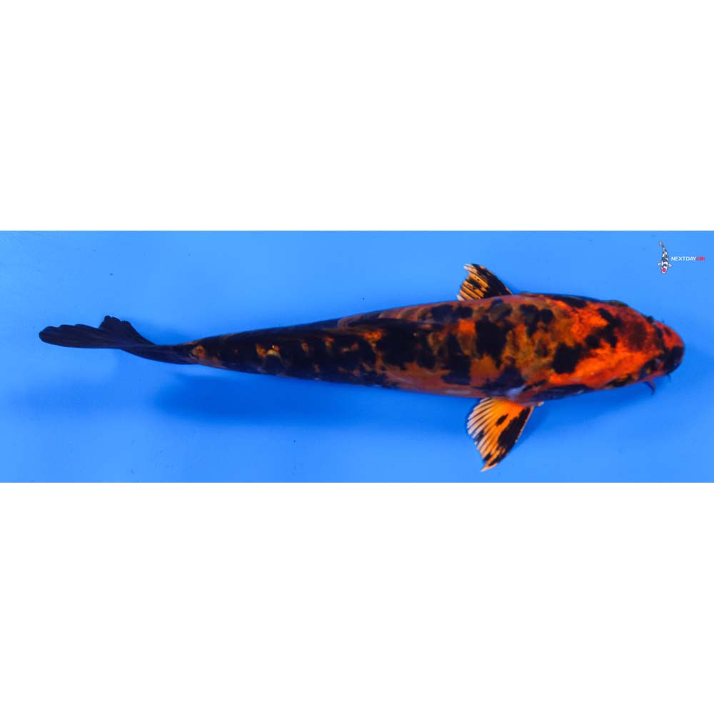 6.5” Imported Doitsu Kin Aka Bekko