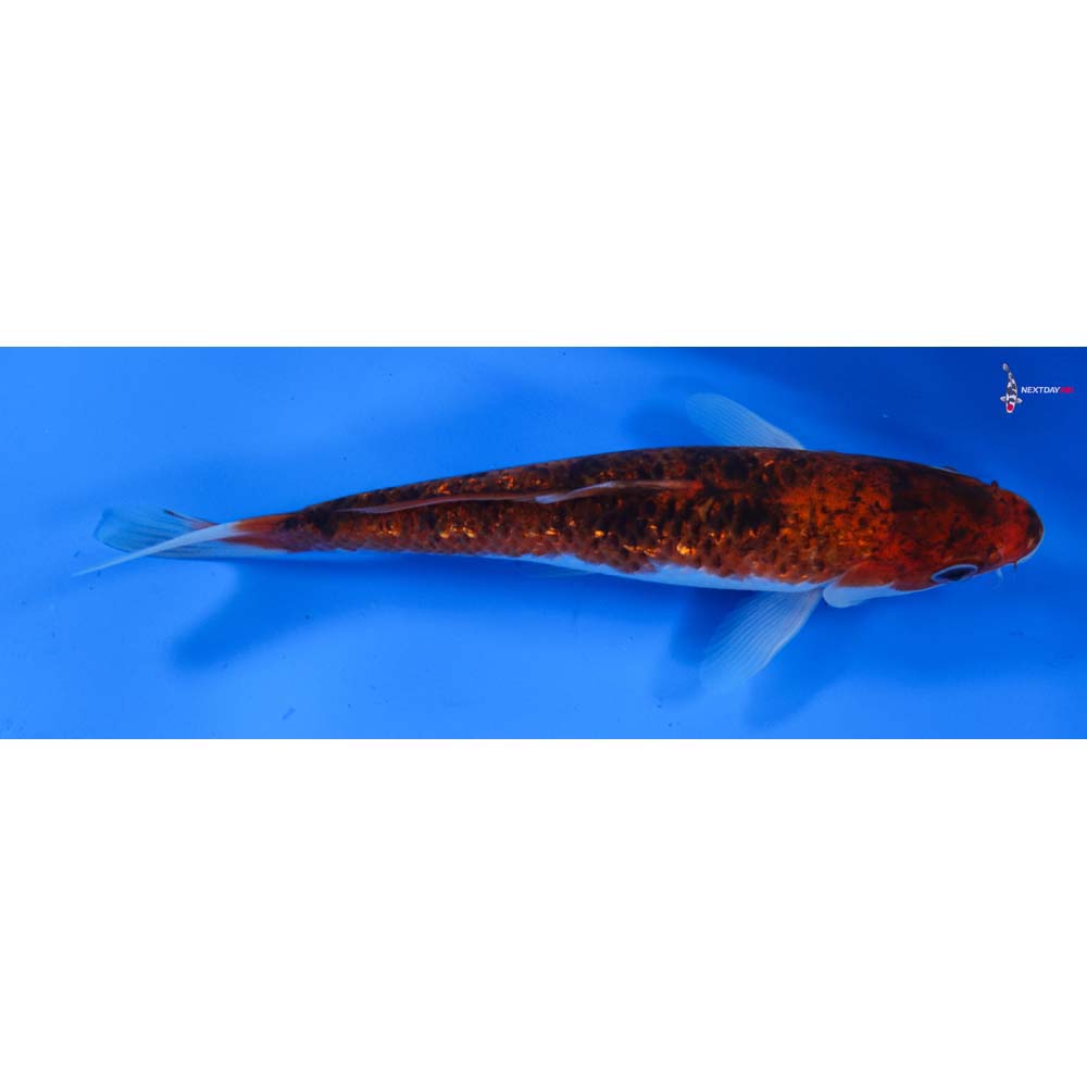 6.5” Imported Gin Rin Goromo