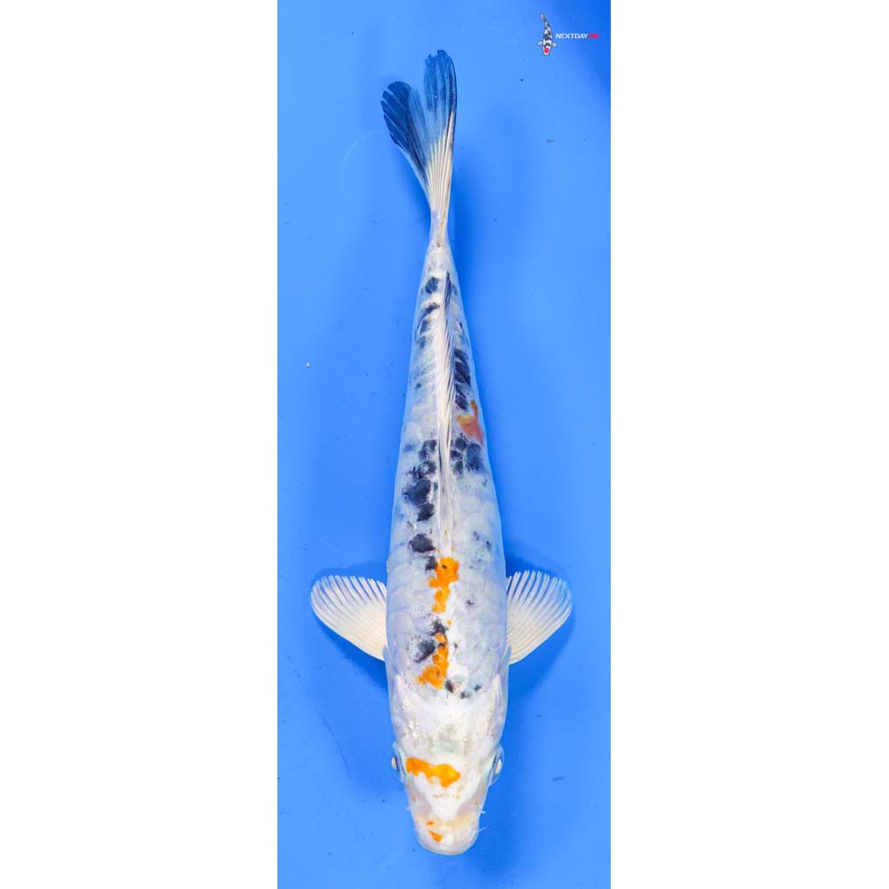 7.5” Imported Armor Scaled Yamato Nishiki