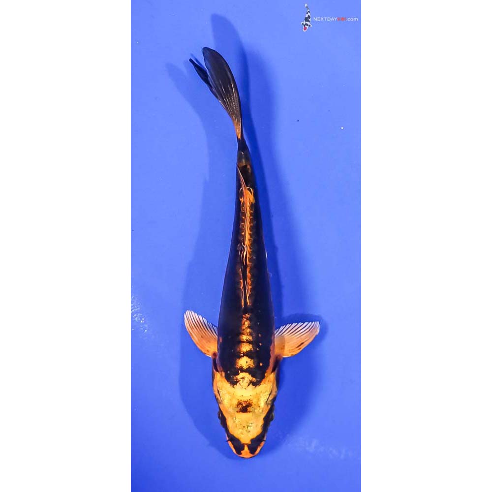 5” Imported Kin Kikokuryu