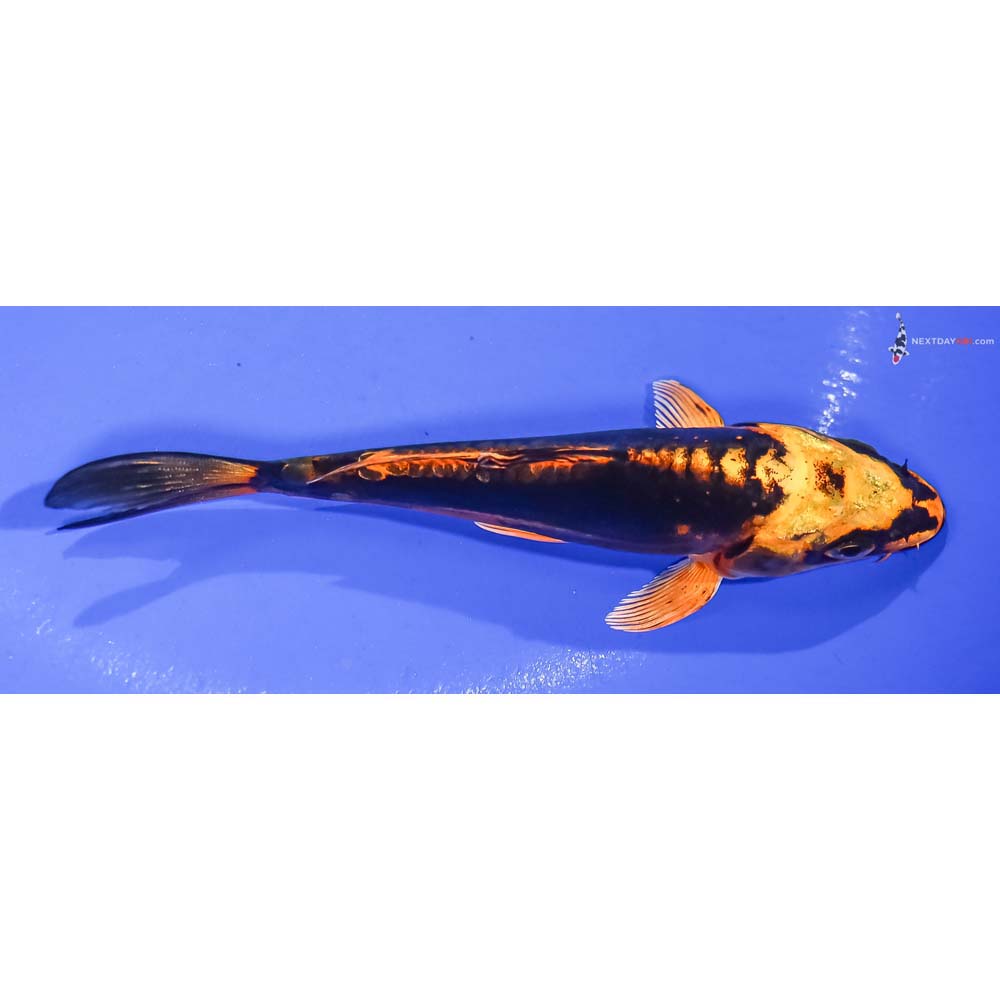 5” Imported Kin Kikokuryu