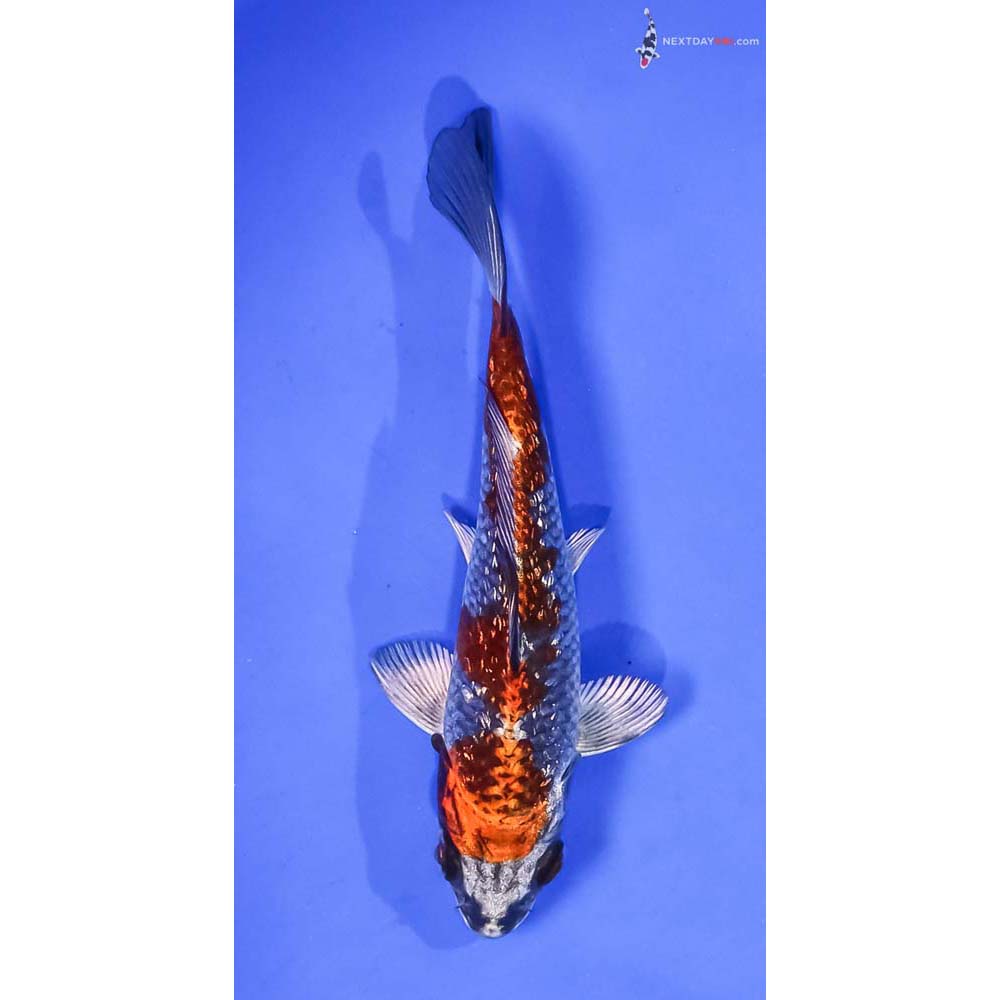 5” Imported Gin Rin Kujaku