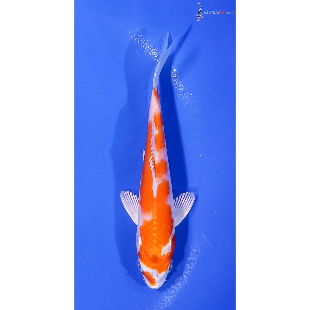 5” Imported Hariwake
