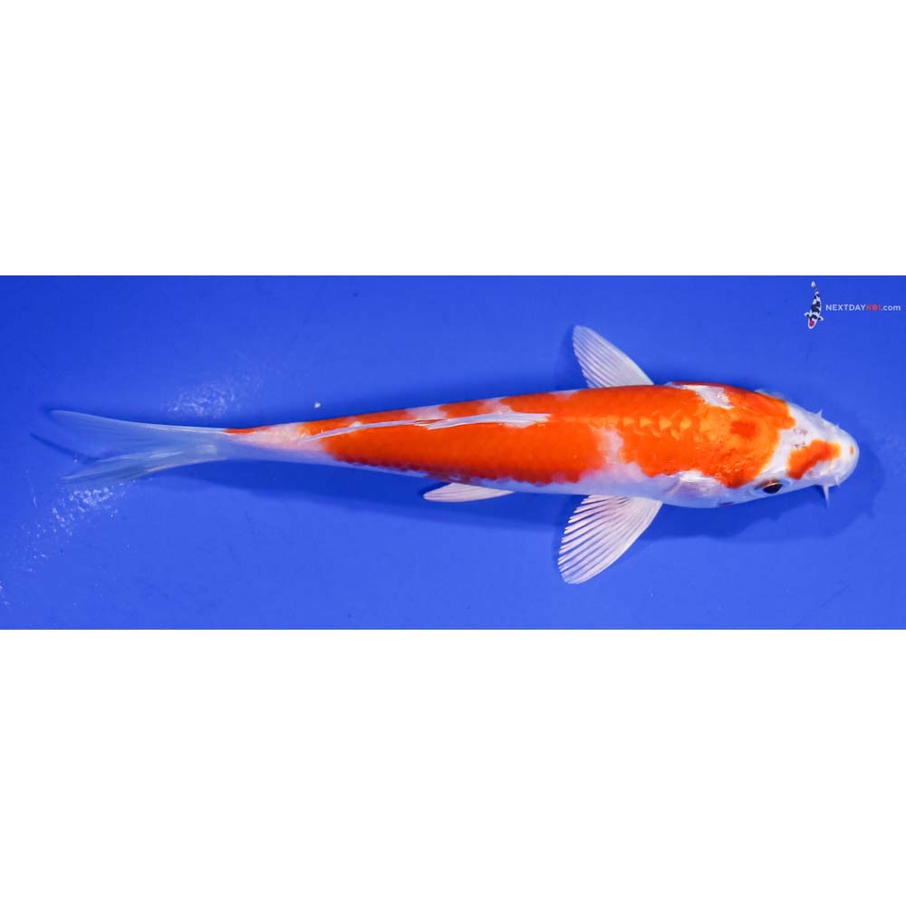 5” Imported Hariwake