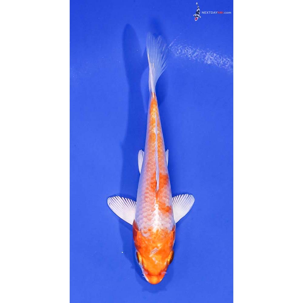 5” Imported Hariwake
