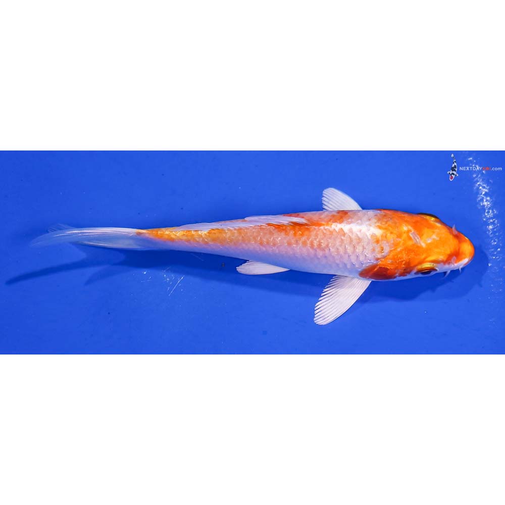5” Imported Hariwake