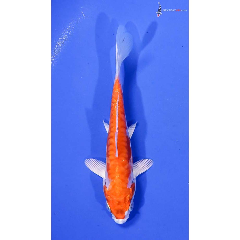 5” Imported Kikusui