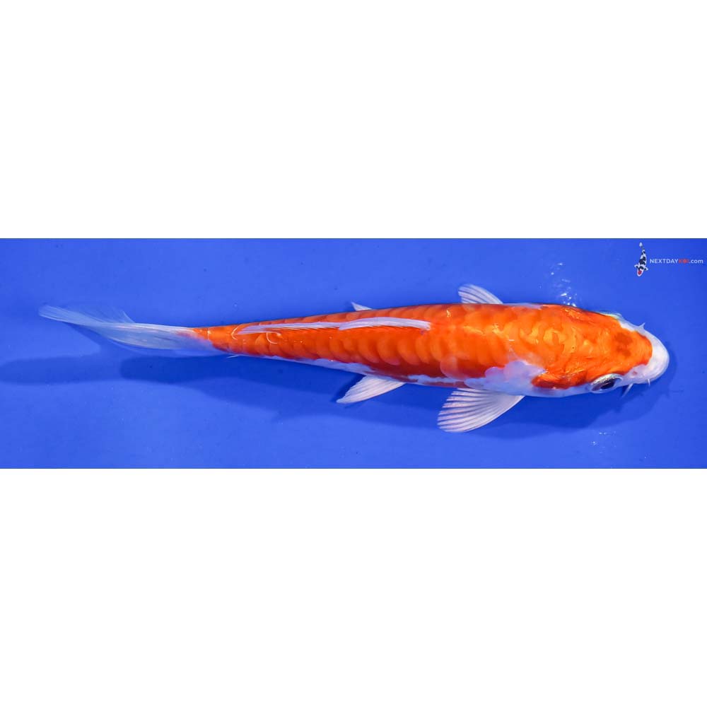 5” Imported Kikusui