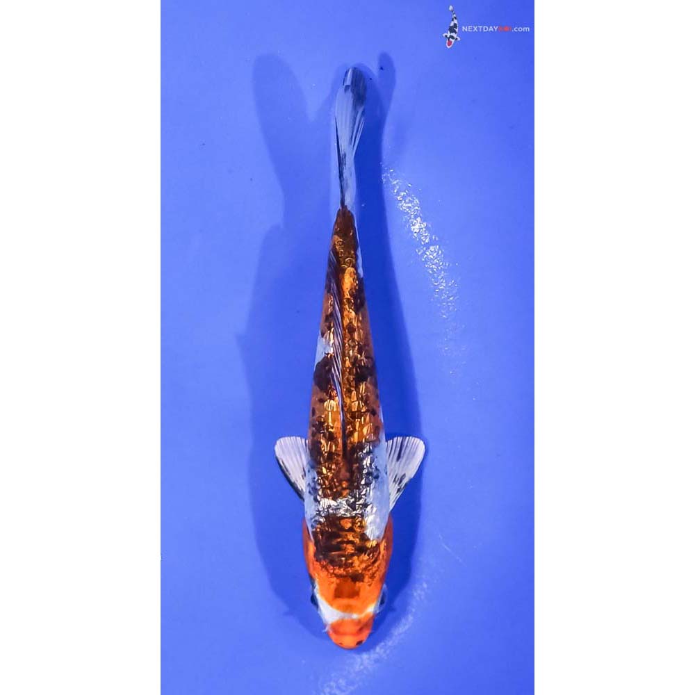 5.5” Imported Gin Rin Yamato Nishiki