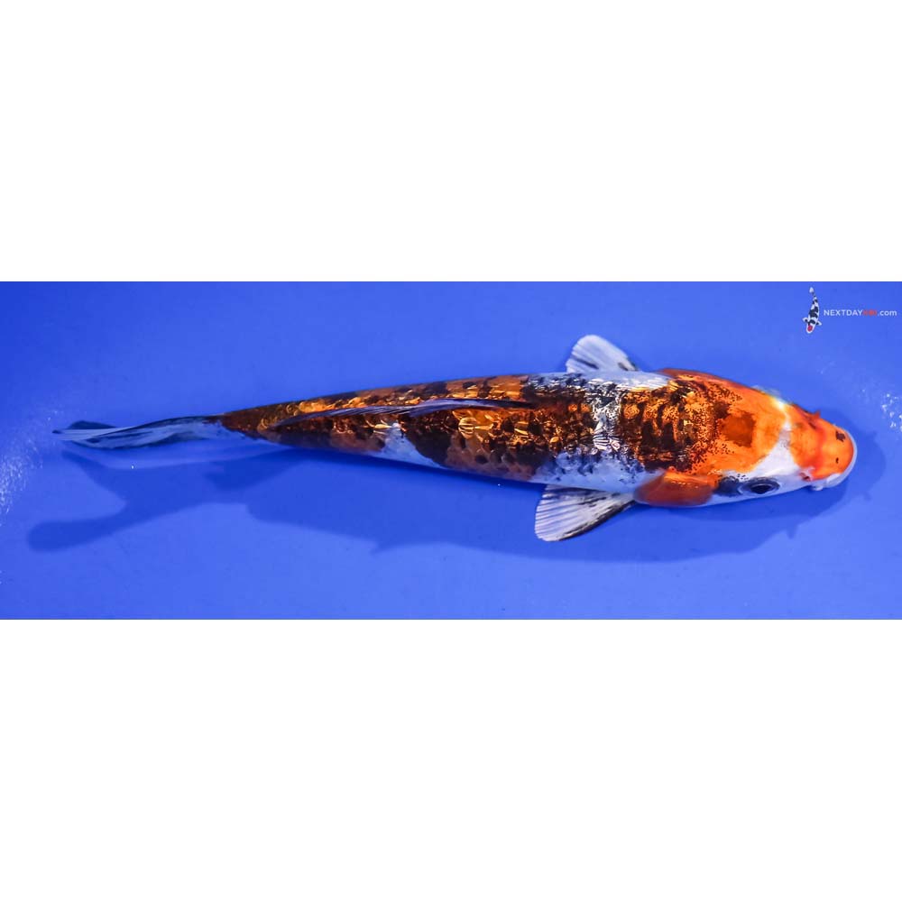5.5” Imported Gin Rin Yamato Nishiki