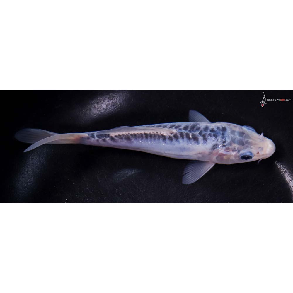 6” Imported Shusui