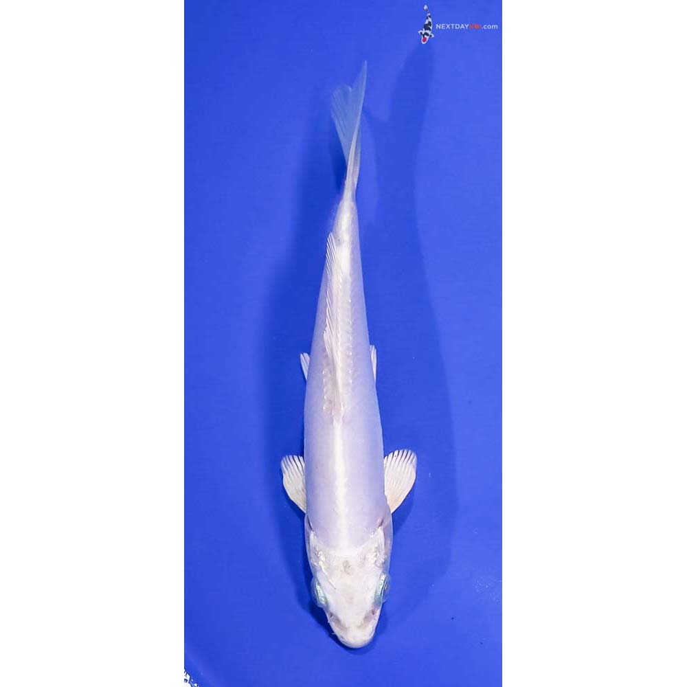 6” Imported Doitsu Platinum Ogon