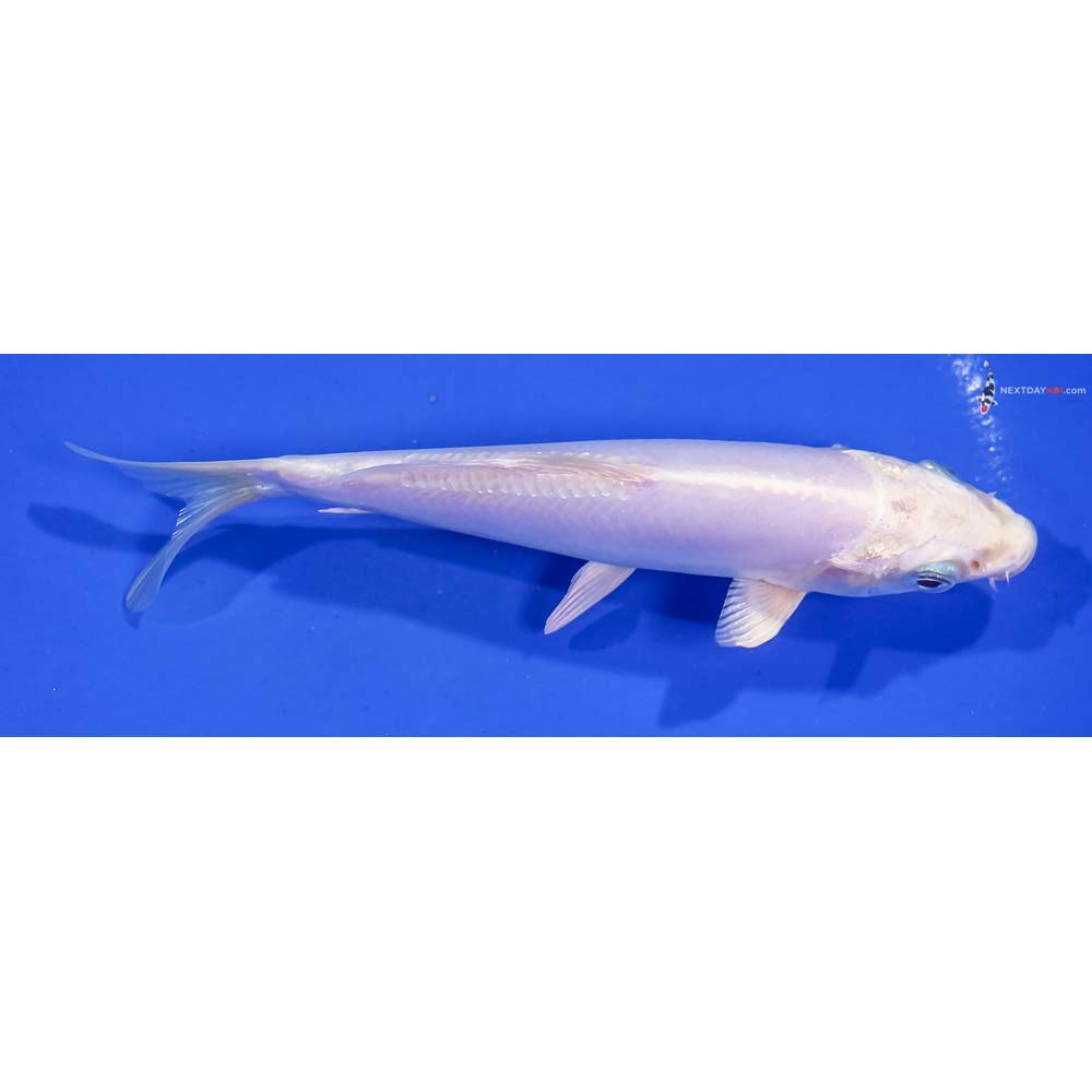 6” Imported Doitsu Platinum Ogon
