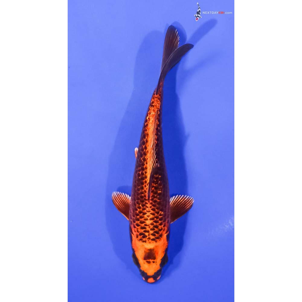 6” Imported Orenji Matsuba