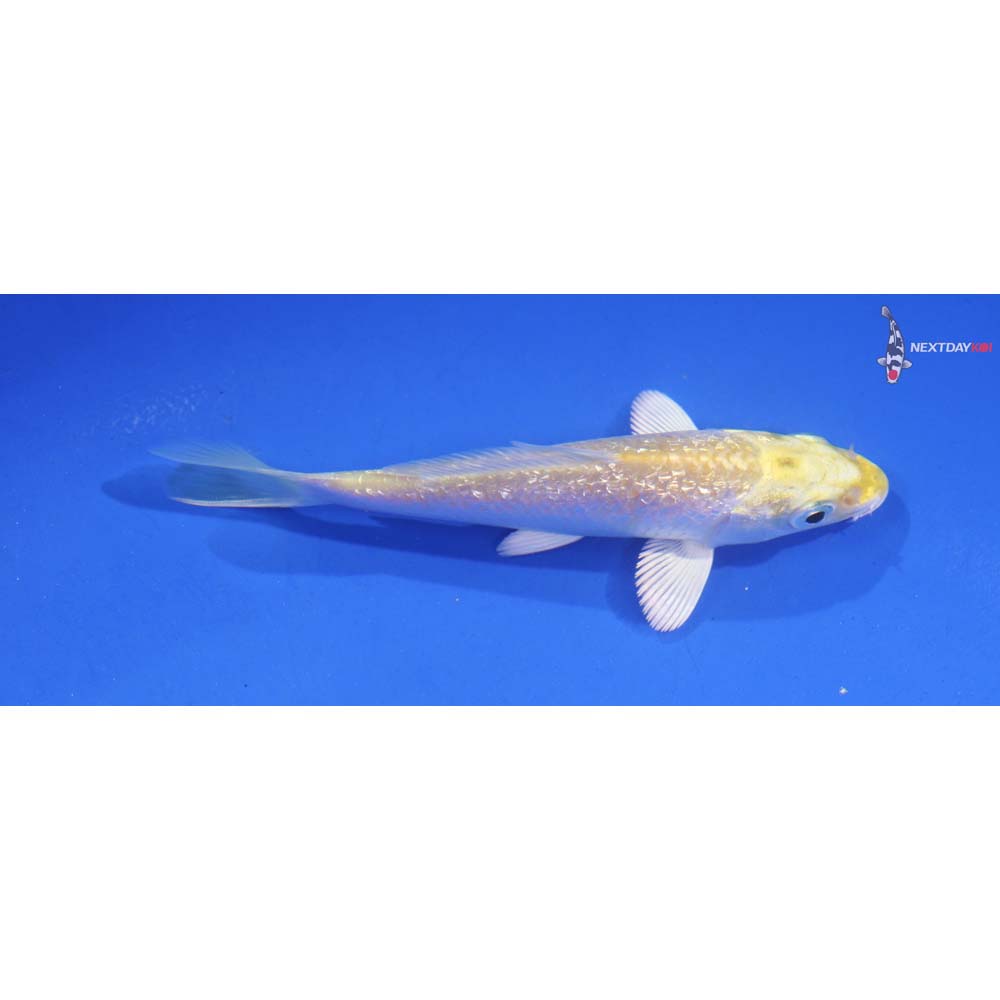 4” Imported Gin Rin Lemon Hariwake