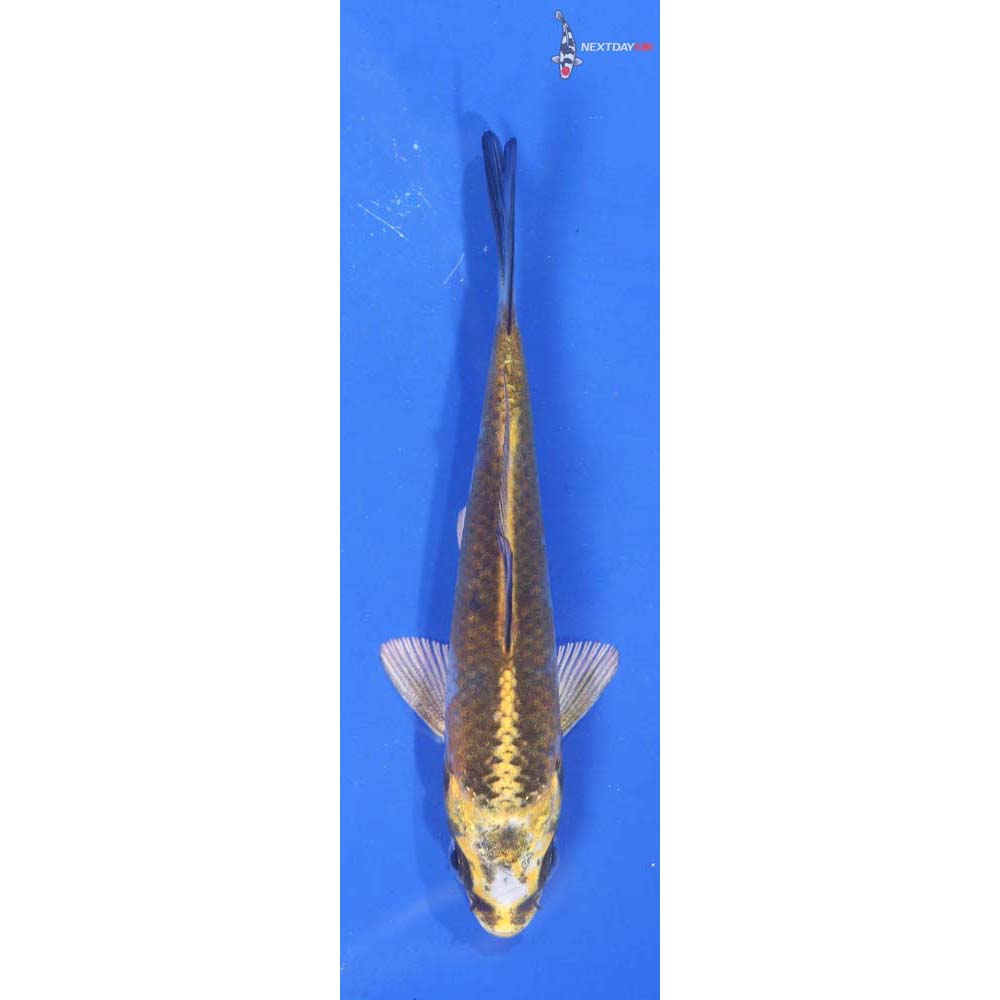 4” Imported Kujaku