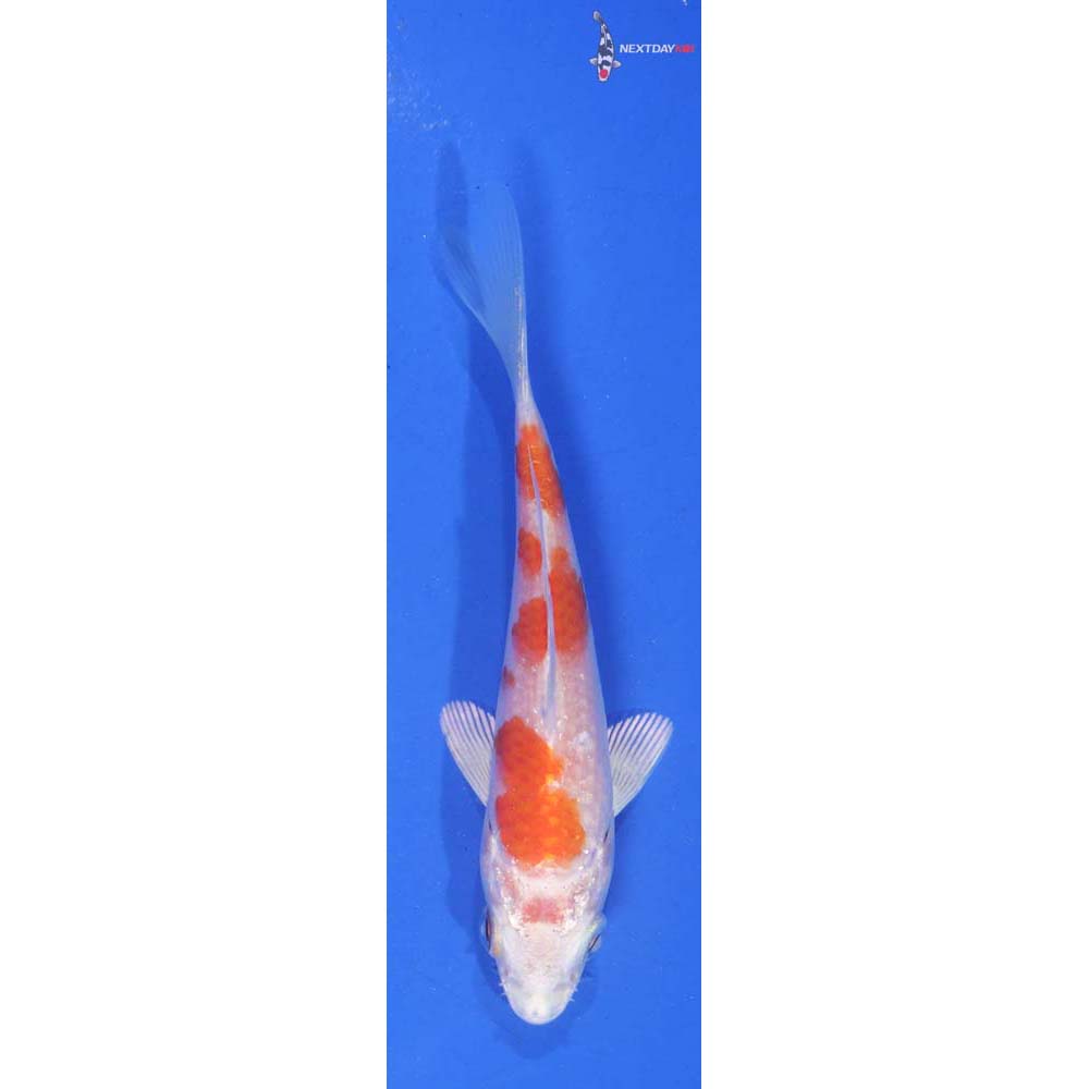 4” Imported Hariwake