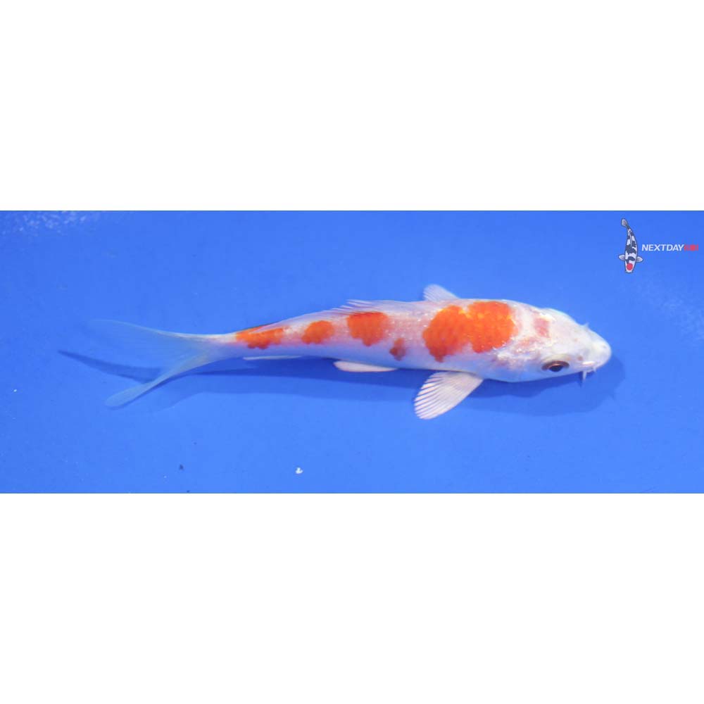 4” Imported Hariwake