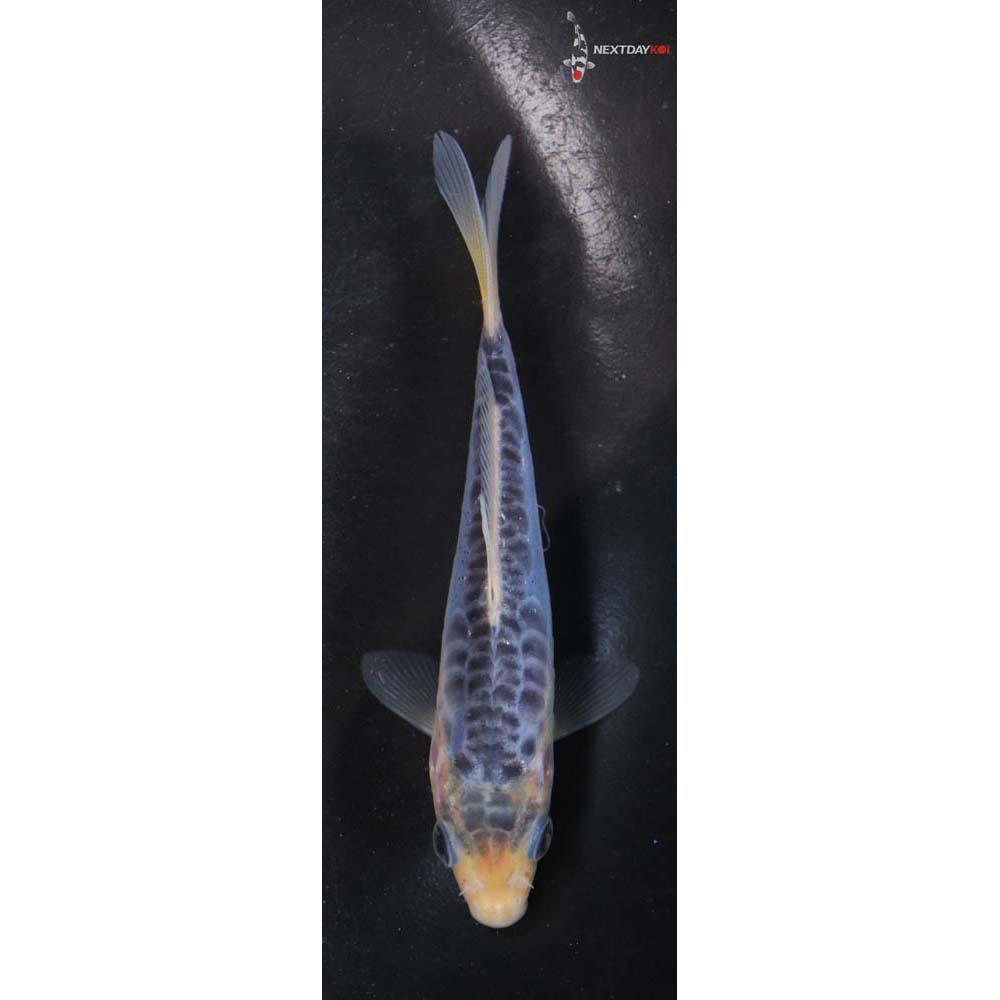 4” Imported Shusui