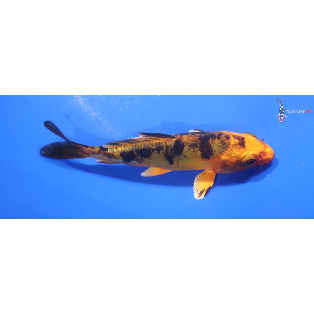 4” Imported Doitsu Kin Aka Bekko