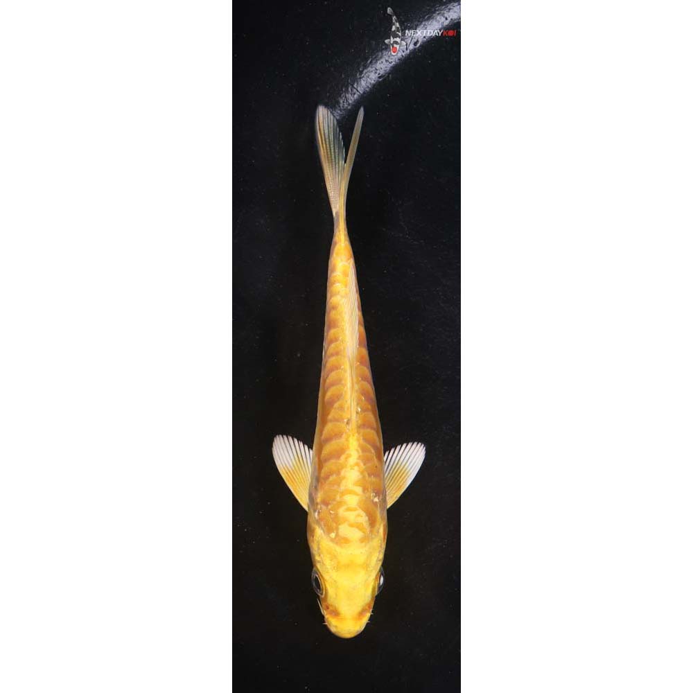4.5” Imported Doitsu Yamabuki Ogon