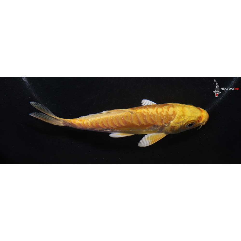 4.5” Imported Doitsu Yamabuki Ogon