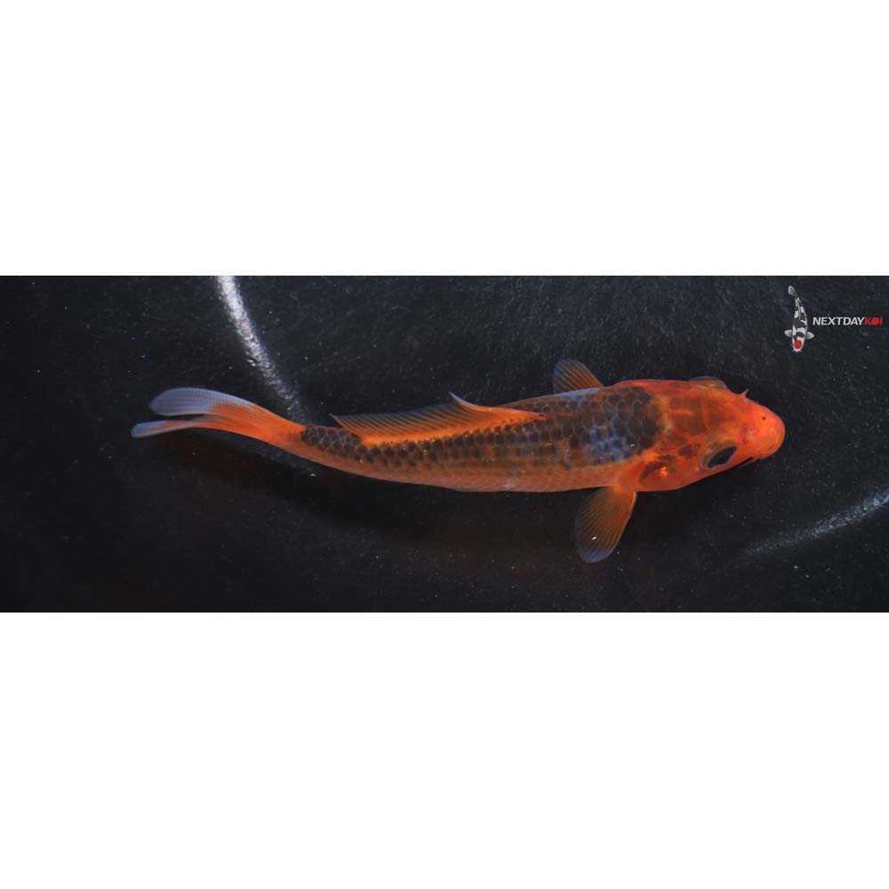 4.5” Imported Hi Asagi
