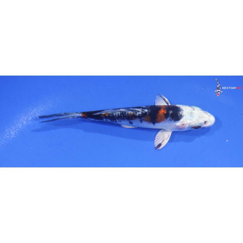 4.5” Imported Heisei Nishiki