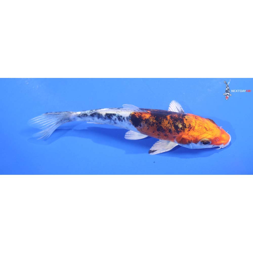 4.5” Imported Heisei Nishiki