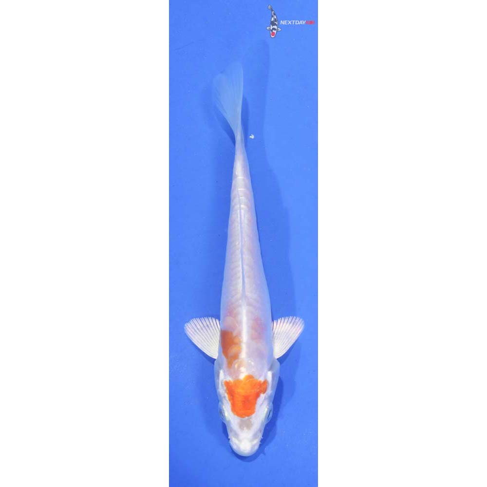 4.5” Imported Kikusui