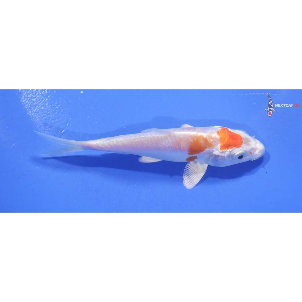 4.5” Imported Kikusui