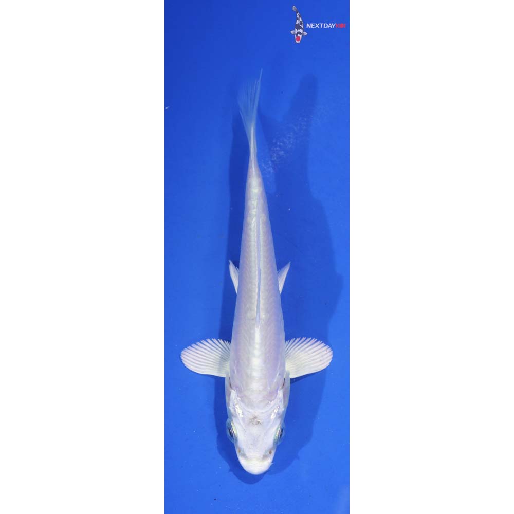 4” Imported Doitsu Platinum Ogon