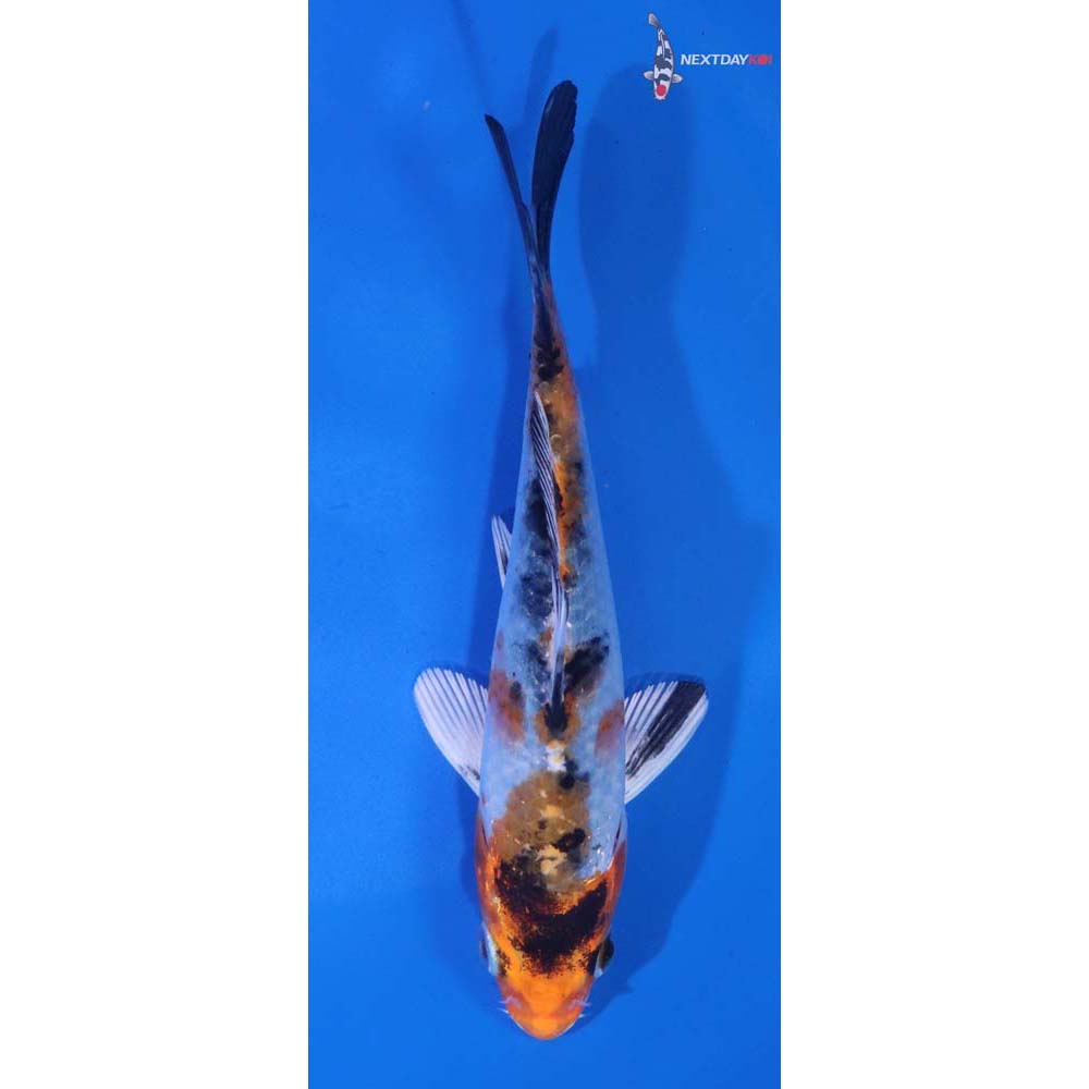 5” Imported Yamato Nishiki