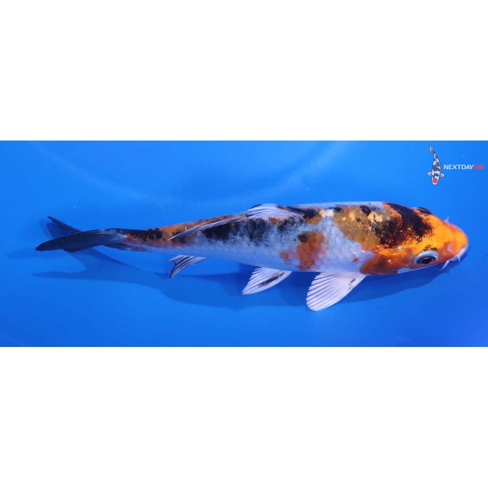5” Imported Yamato Nishiki