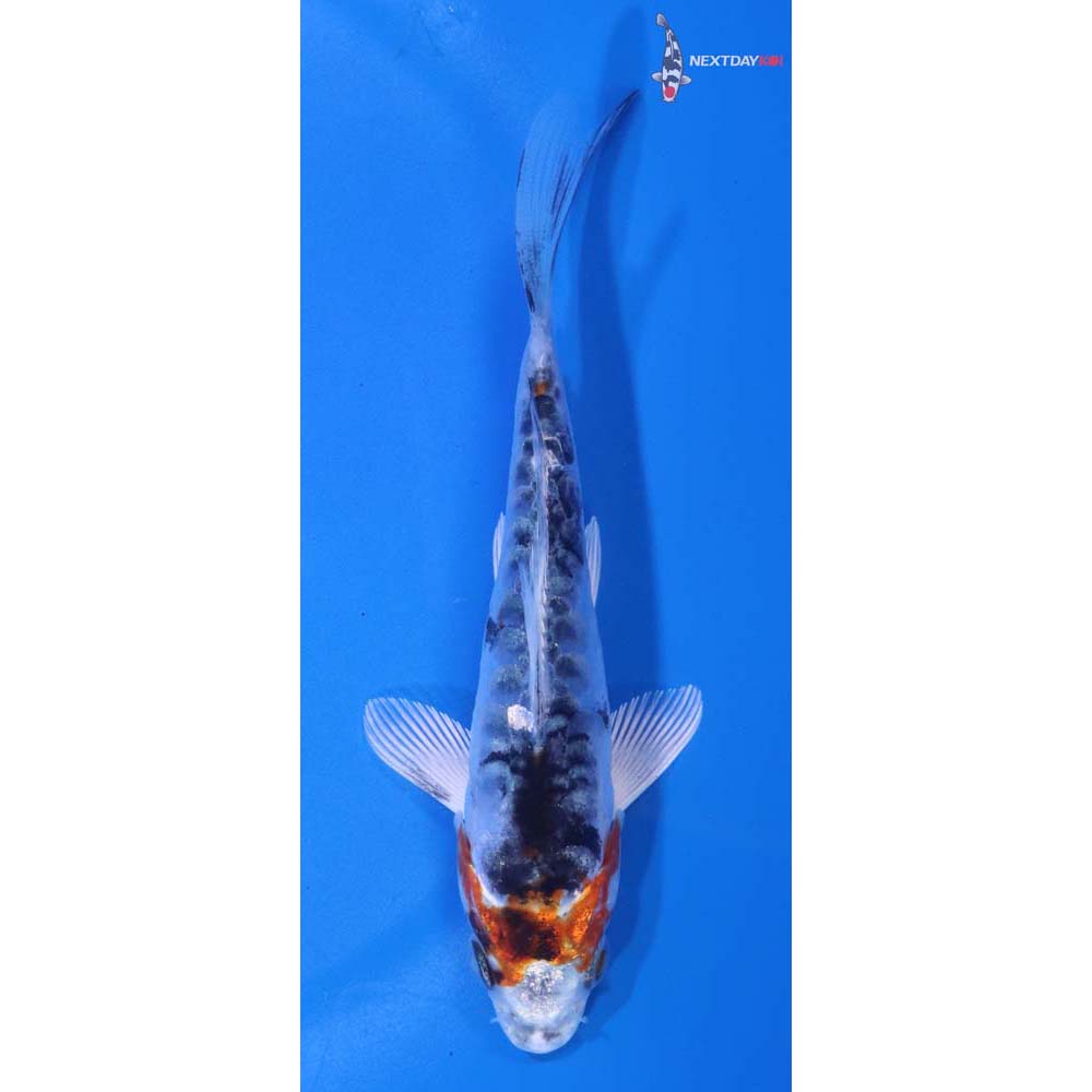 5” Imported Doitsu Kujaku