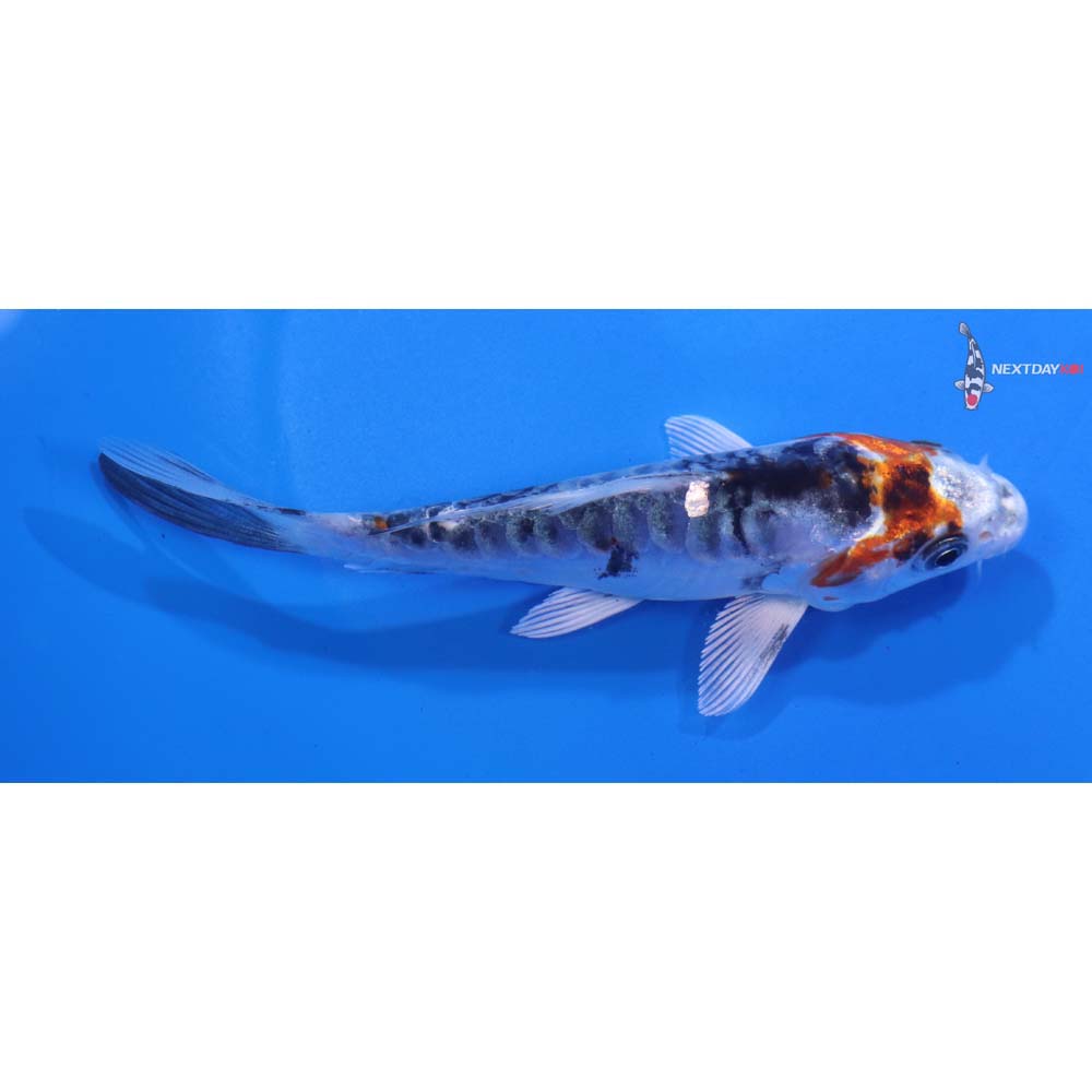 5” Imported Doitsu Kujaku