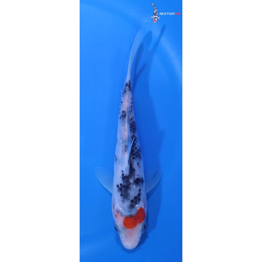 5” Imported Sanke